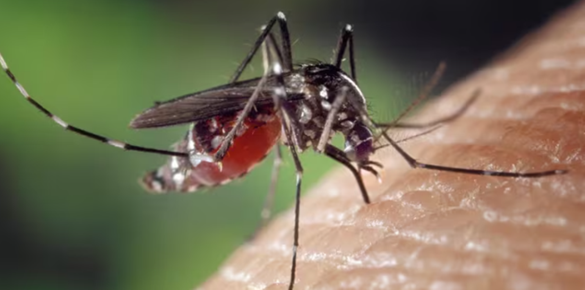 dengue ciencia