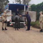 Secuestraron tres equinos que deambulaban en la vía pública
