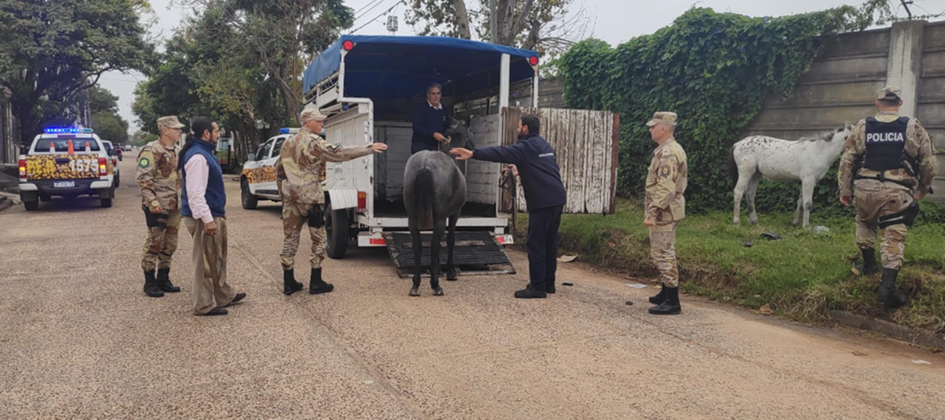 Secuestraron tres equinos que deambulaban en la vía pública