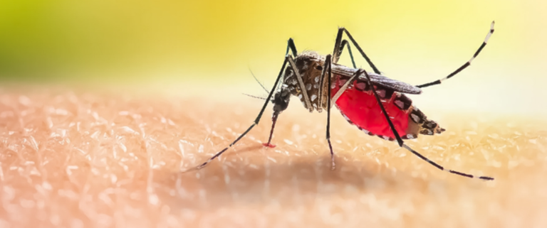 Dengue: Entre Ríos bajó la barrera de los 1.000 casos semanales