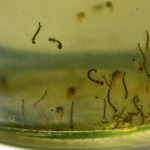 Los huevos del Aedes aegypti no mueren con las bajas temperaturas