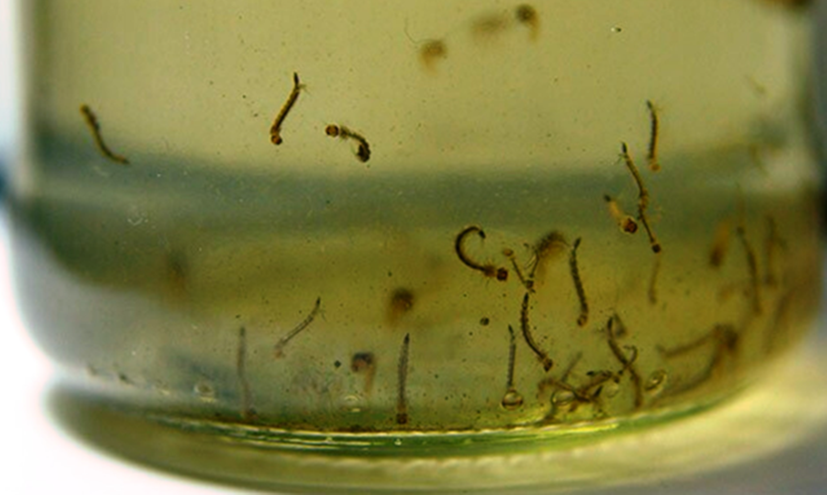 Los huevos del Aedes aegypti no mueren con las bajas temperaturas