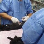 Comenzó la Campaña de Castraciones en Gualeguaychú