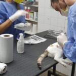 La Municipalidad de Gualeguaychú castró en tres días más de 100 animales
