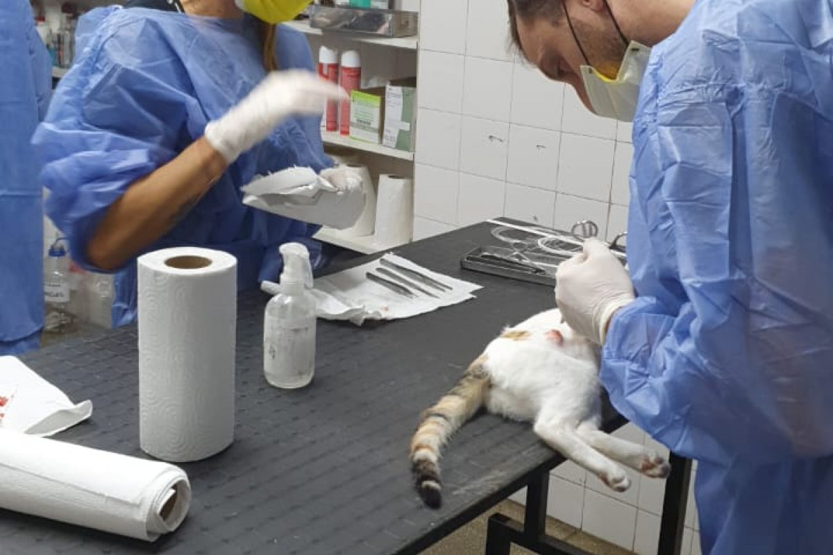 La Municipalidad de Gualeguaychú castró en tres días más de 100 animales