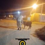 La Brigada Gualeguay y personal de Jefatura Departamental Gualeguay detienen a dos hombres y recuperan un animal vacuno