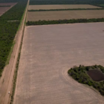 Denunciaron a funcionarios y empresarios de Chaco de armar un sistema para desmontar bosque nativo