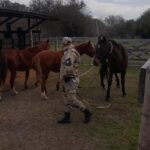Gualeguaychú: secuestran tres caballos