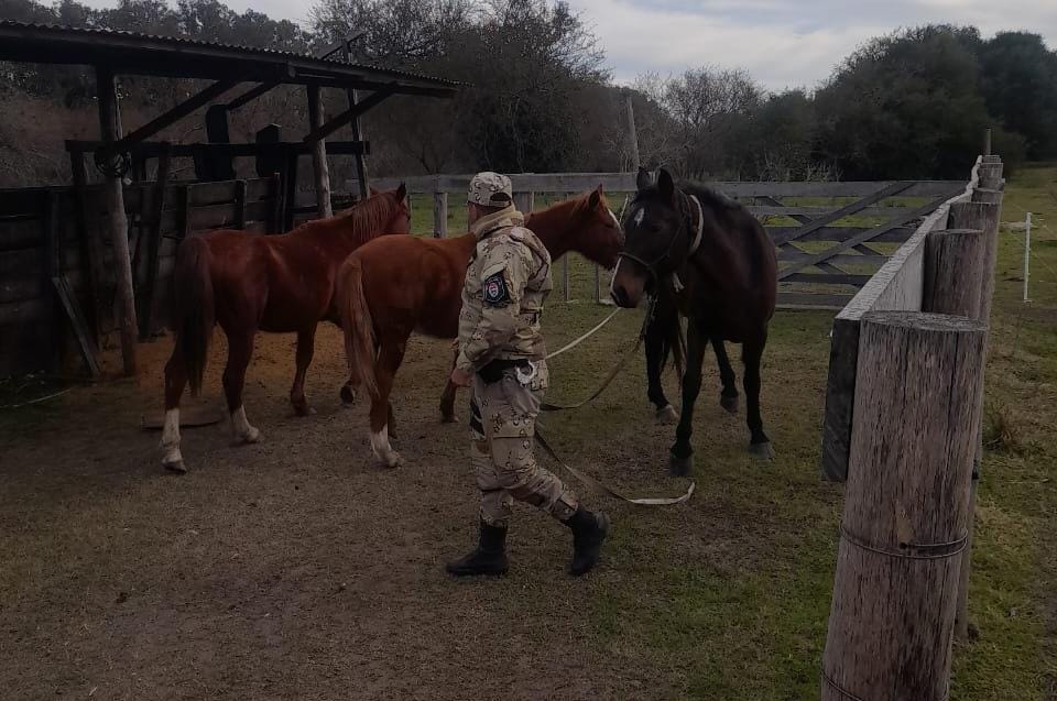 Gualeguaychú: secuestran tres caballos