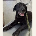 Un hombre fue condenado a 7 meses de prisión por maltrato animal y otros delitos