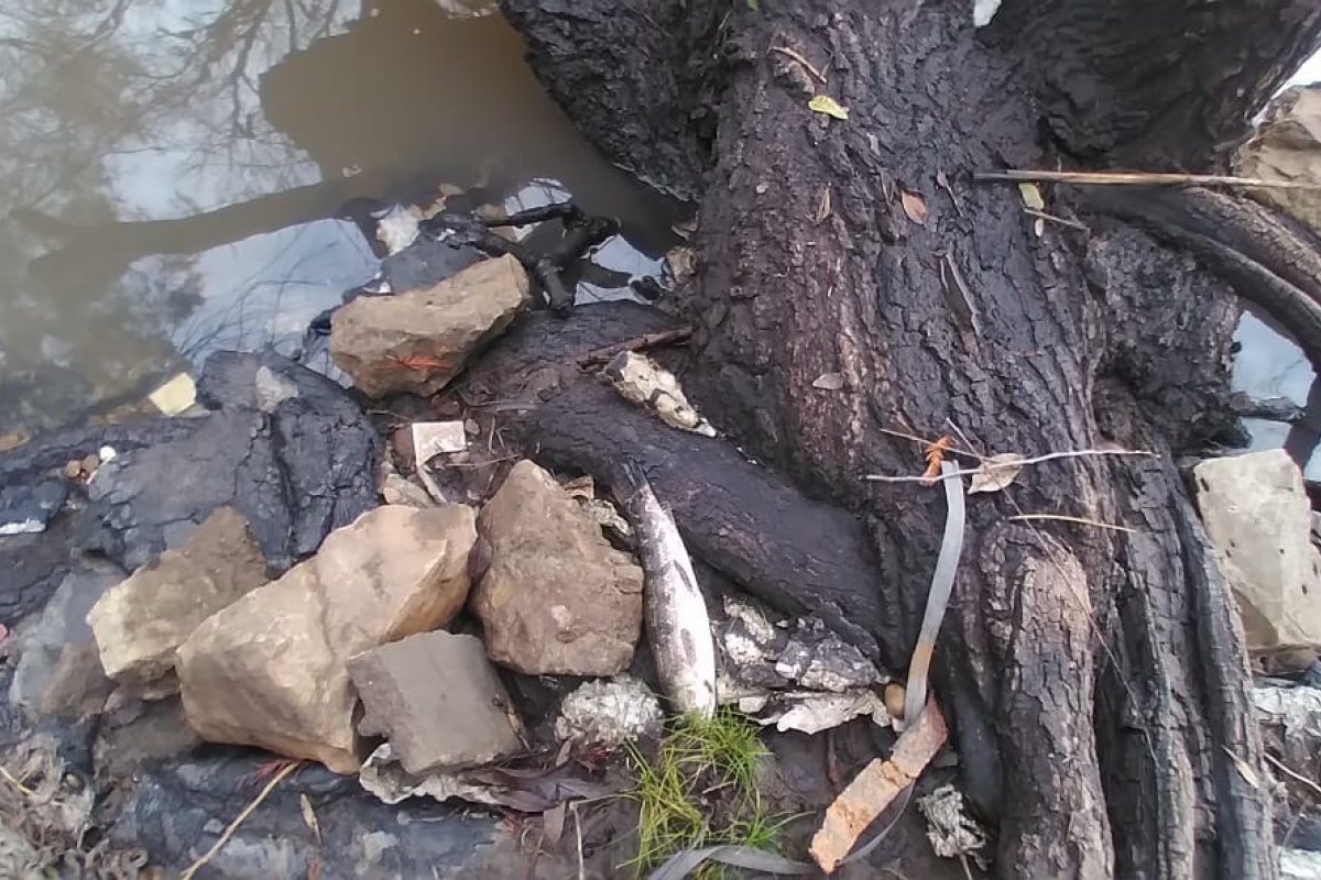 Río Gualeguaychú: mortandad de peces por temperaturas extremas