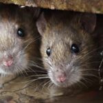 Gualeguaychú: Veterinaria fumigó un campo de la zona por caso de leptospirosis