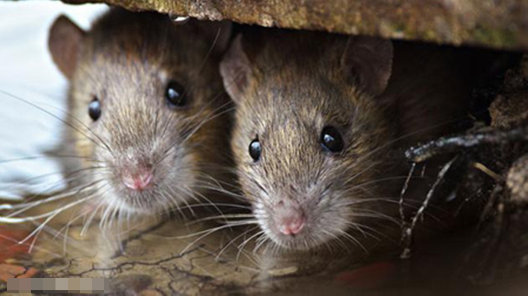 Gualeguaychú: Veterinaria fumigó un campo de la zona por caso de leptospirosis