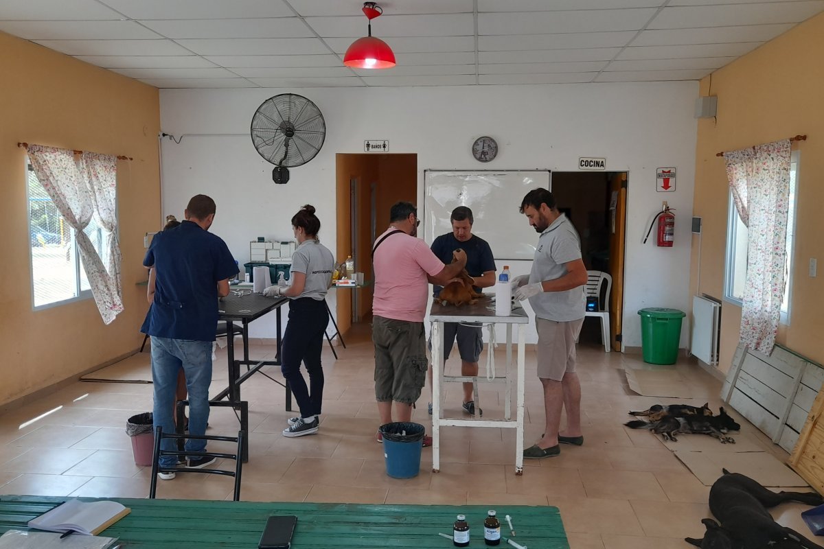 Continúa el calendario de castraciones en Gualeguaychú