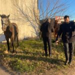 Nuevo acarreo de equinos a la reserva Las Piedras