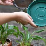 Prevención temprana: Gualeguaychú comienza la campaña “Patio Limpio” con un enfoque integral