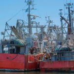 Pesca ilegal: una investigación revela cómo las empresas chinas dominan el negocio mundial y depredan el Mar Argentino