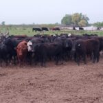 56 bovinos denunciados como sustraídos, fueron recuperados por la Brigada de Abigeato Gualeguay