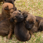 Incorporaron nuevos cachorros a la Policía de Entre Ríos