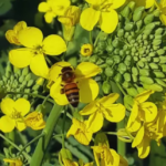 Colza, la tercera oleaginosa en importancia a nivel mundial