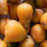 Se incorporó el fruto de la palmera yatay al Código Alimentario Argentino