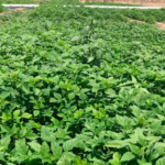 Goma guar: cultivo que alimenta, remedia la obesidad y la diabetes y requiere 50% menos de agua que la soja