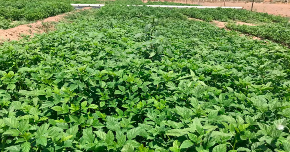 Goma guar: cultivo que alimenta, remedia la obesidad y la diabetes y requiere 50% menos de agua que la soja