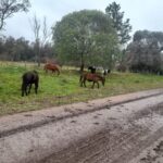 La Municipalidad de Gualeguaychú refuerza el control de equinos sueltos en la vía pública