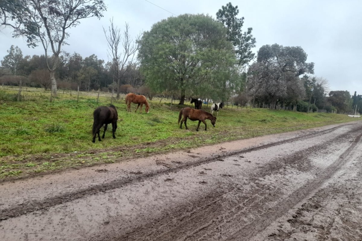 La Municipalidad de Gualeguaychú refuerza el control de equinos sueltos en la vía pública