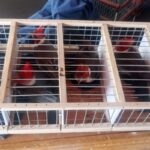 Rescate de animales silvestres: 11 aves llegaron al centro de rescate de “Las Piedras”