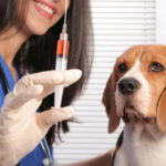 Nueva campaña gratuita de vacunación antirrábica para perros y gatos