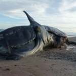 Aparecieron 21 ballenas muertas en Península Valdés