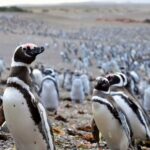 Declararon culpable a productor agropecuario por matanza de pingüinos en Punta Tombo