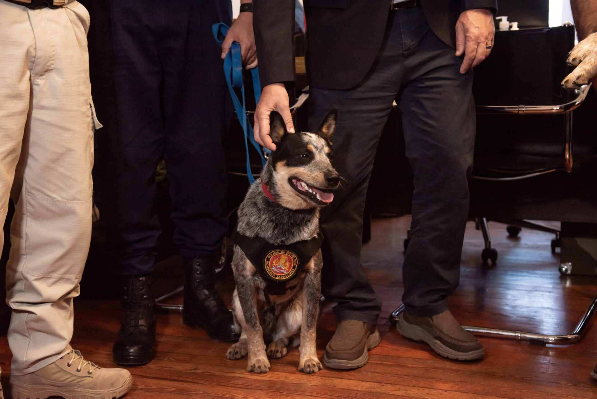Entre Ríos: Incorporan perros a la Policía y el Servicio Penitenciario para la búsqueda de estupefacientes
