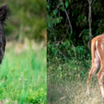 Declaran como plaga a 3 animales “exóticos invasores” y en Entre Ríos avanzan para regular su caza