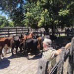 Frustraron importante robo de hacienda en Victoria Entre Ríos