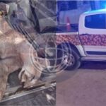 URGENTE: se están llevando adelante dos allanamientos por la matanza del Puma Concolor
