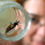 Enfermedad de Chagas: más del 70% de los afectados desconocen su condición