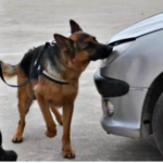 ¿Cuáles son las razones, por las cuales no se usan perros detectores de drogas en los ingresos a Gualeguaychú?