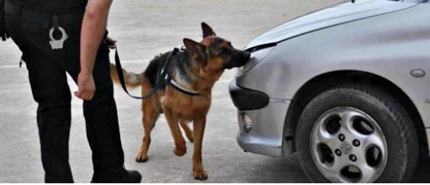 ¿Cuáles son las razones, por las cuales no se usan perros detectores de drogas en los ingresos a Gualeguaychú?