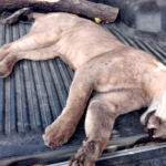 Entre Ríos: Matan a un Puma por “deporte” en zona de Larroque