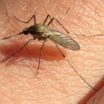 Explosión de mosquitos en Entre Ríos: Salud aclaró que la especie circulante no transmite dengue