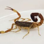 Se recuerdan las principales medidas para prevenir picaduras de alacranes