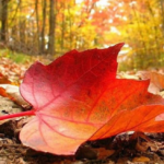 Pronóstico del clima: El otoño será el más húmedo de los últimos 9 años