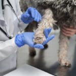 Se descartó la presencia de leptospirosis en zona norte