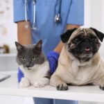 La Dirección de Veterinaria municipal funciona en una nueva ubicación