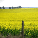 Entre Ríos: crece la superficie de colza, camelina y carinata 