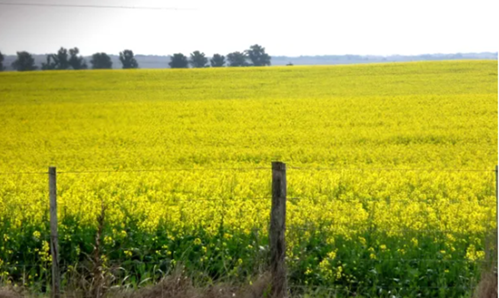Entre Ríos: crece la superficie de colza, camelina y carinata 