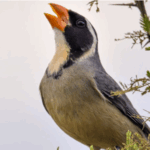 Crueldad animal : en Mendoza organizan peleas con una de las especies de aves más traficadas de la Argentina