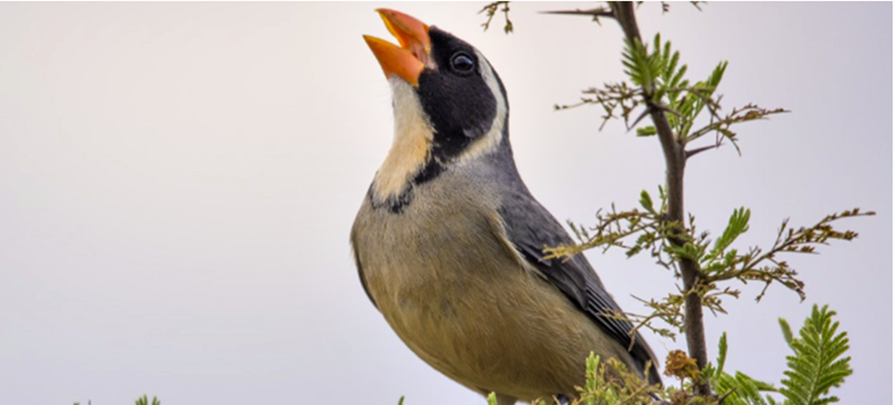 Crueldad animal : en Mendoza organizan peleas con una de las especies de aves más traficadas de la Argentina
